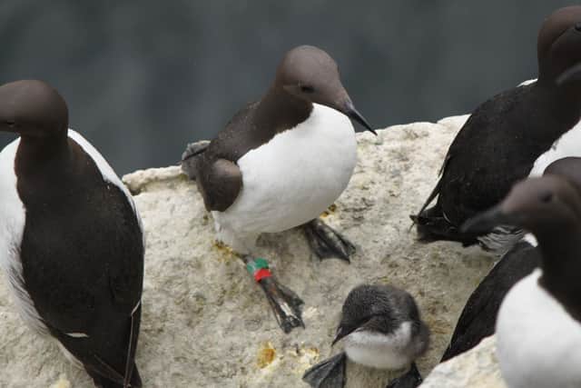 Guillemots have been faring badly, raising fewer chicks as oceans warm. Picture: Gwyn Rees