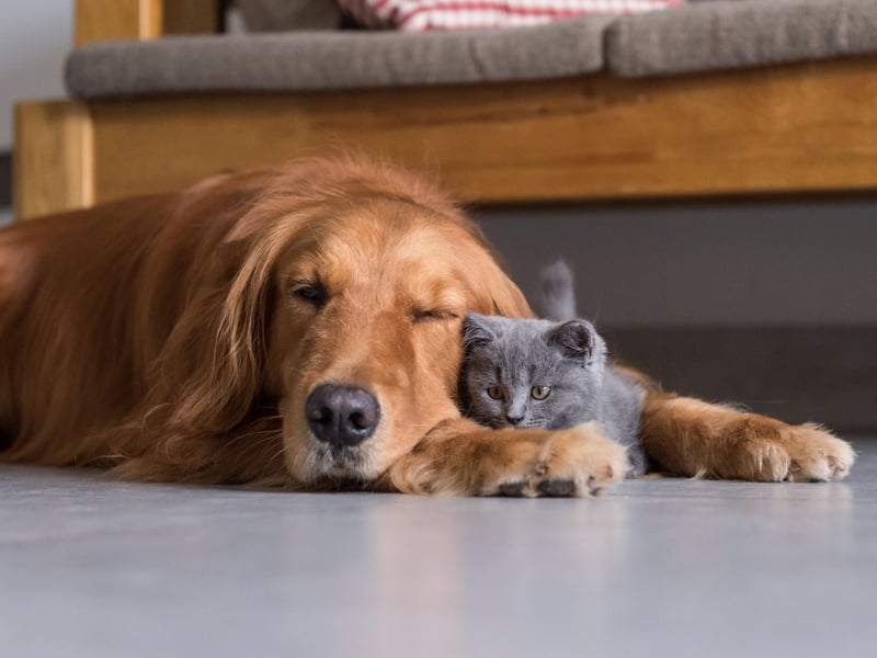 Bailey completes the top five of most popular Golden Retriever names. It is an Old English name meaning 'bailiff' or 'berry clearing'. It was also the name of the doggy lead character in the film 'A Dog's Purpose'.