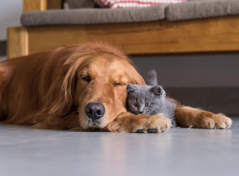 Bailey completes the top five of most popular Golden Retriever names. It is an Old English name meaning 'bailiff' or 'berry clearing'. It was also the name of the doggy lead character in the film 'A Dog's Purpose'.