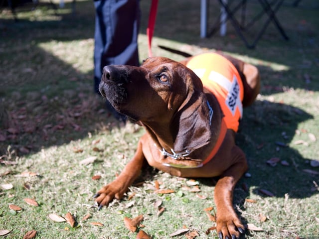 The Bloodhound is in many ways the original police dog. Their incredible sense of smell means they have been used for centuries to find objects, suspects and missing people - tracking scent trails that can be days, or even weeks, old. They are particularly good at locating lost children due to their complete lack of aggression.