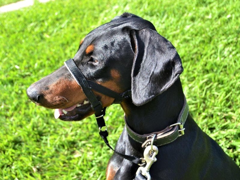 Also known as the Doberman Pinscher in the USA, the Dobermann is a fast and noble breed that the American Kennel Club calls "incomparably fearless and vigilant".