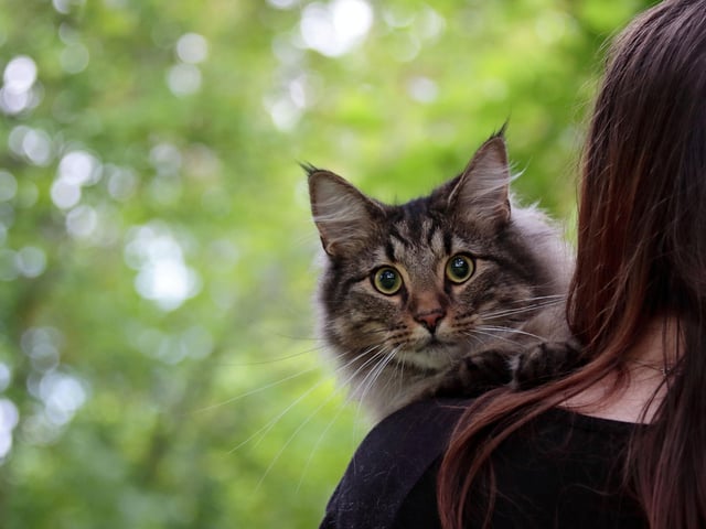 Another popular male cat name is Jasper, which is a masculine given name commonly believed to be of Persian origin, translates as "treasurer".