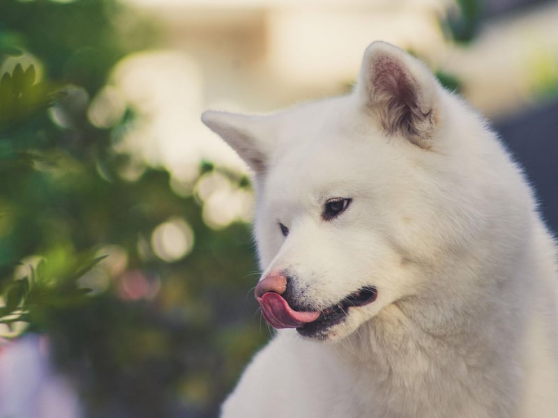 Bred to survive extreme temperatures in the snowy Japanese mountains where they were developed, the Akita Inu has a thick coat that is designed to keep heat in. They should be kept in the shade whenever possible.
