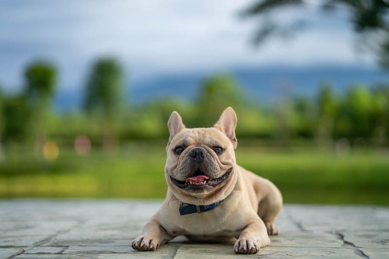 The French Bulldog is a very easy dog to look after and has many of the characteristics prized by novice dog owners. They don't always get on well with other dogs though - so it will always be a gamble adding them to a household that already has a pet.