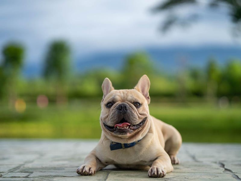 The French Bulldog is a very easy dog to look after and has many of the characteristics prized by novice dog owners. They don't always get on well with other dogs though - so it will always be a gamble adding them to a household that already has a pet.
