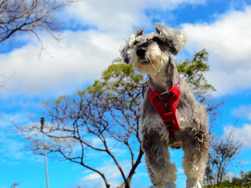 Mabel is popular enough to land seventh spot for Miniature Schnauzer names. It's a great Biblical name for the adorable dog - meaning 'lovable and dear'.