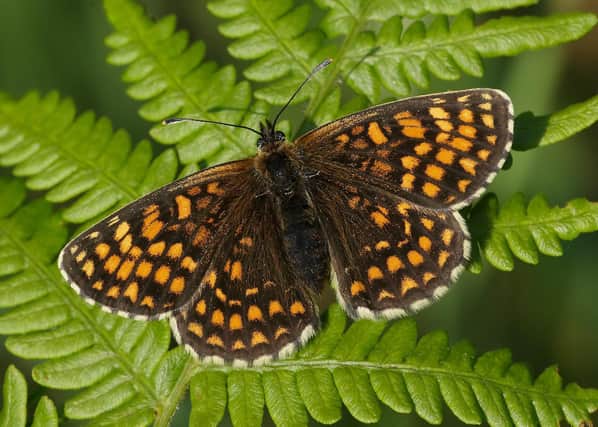 Last year was a good year for butterflies in Scotland, in contrast to the situation in England and Wales where a cold April and wet May hit the species hard (Picture: Iain H Leach/PA Wire)