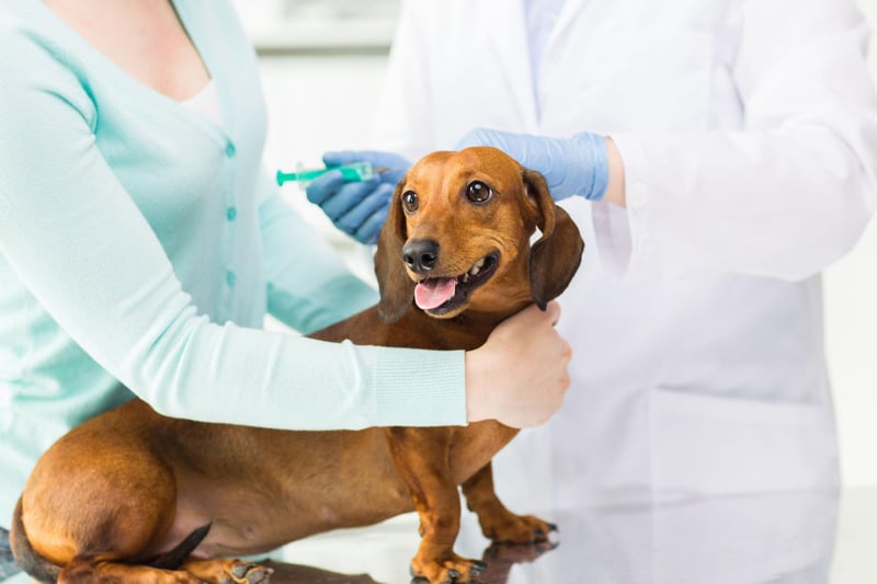 If your dog is putting on the pounds or shedding weight without a major change to the amount they are eating or exercising then it's time to take them for a health check-up. It's a symptom of a range of conditions - ranging from the trivial to the serious.