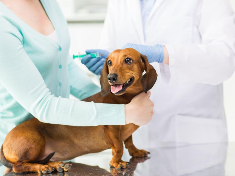 If your dog is putting on the pounds or shedding weight without a major change to the amount they are eating or exercising then it's time to take them for a health check-up. It's a symptom of a range of conditions - ranging from the trivial to the serious.