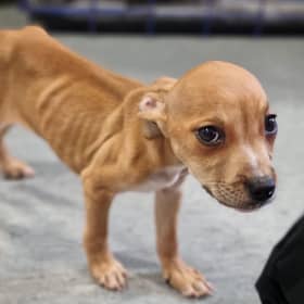 The puppy was found in a terrible condition in the park.