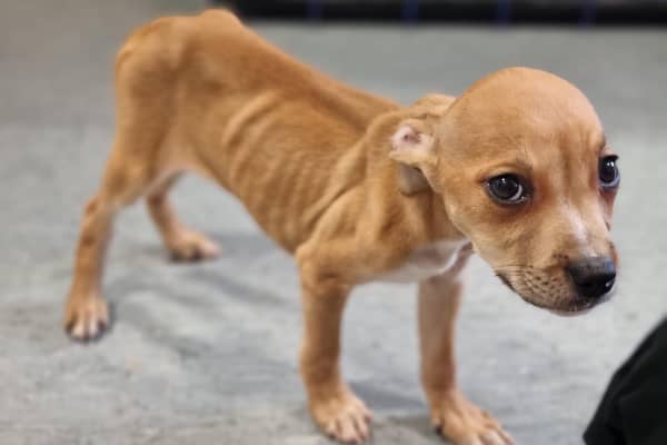 The puppy was found in a terrible condition in the park.