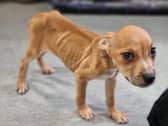 The puppy was found in a terrible condition in the park.