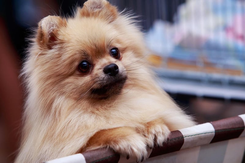 The Pomeranian is descended from the far larger German Spitz breed of dog. Due to this, in many countries it is known as the Zwergspitz, or Dwarf Spitz.