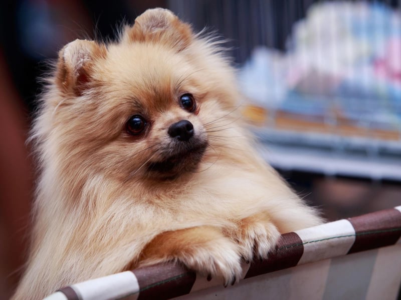The Pomeranian is descended from the far larger German Spitz breed of dog. Due to this, in many countries it is known as the Zwergspitz, or Dwarf Spitz.