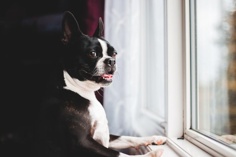 Celebrity Boston Terrier owners over the years have included actress Rose McGowen, musician Louis Armstrong, comedian Joan Rivers, author Helen Keller, and American President Gerald Ford.