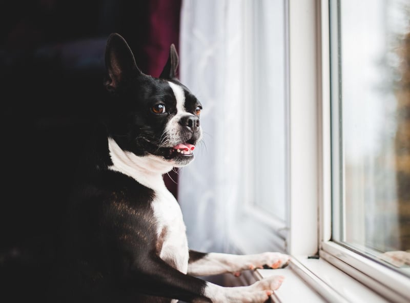 Celebrity Boston Terrier owners over the years have included actress Rose McGowen, musician Louis Armstrong, comedian Joan Rivers, author Helen Keller, and American President Gerald Ford.