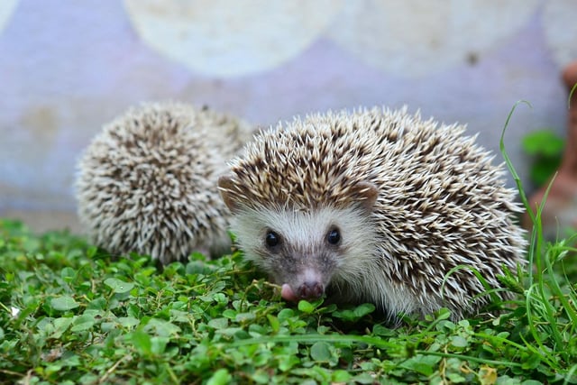 May is also peak hedgehog mating season and it can be a strange sight. The male circles the female who tends to initially greet him with a series of vigorous headbutts before accompanying him to the nearest bush.
