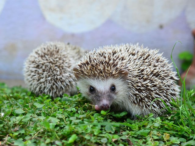 May is also peak hedgehog mating season and it can be a strange sight. The male circles the female who tends to initially greet him with a series of vigorous headbutts before accompanying him to the nearest bush.