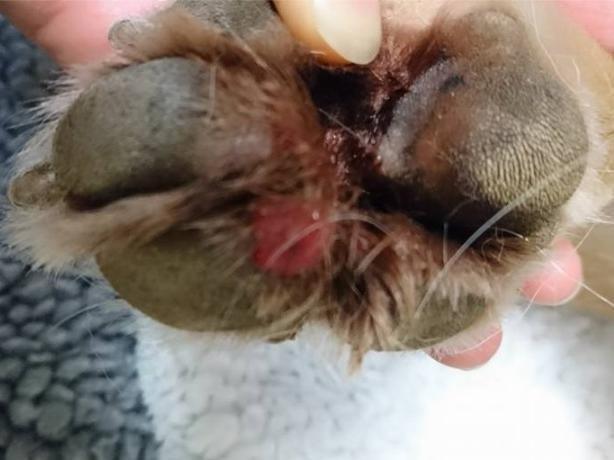 An example of Alabama Rot on a dog's paw 