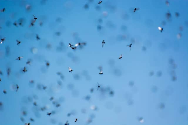 Flying Ant Day takes place every year, with swarms of ants with wings congregating in large groups throughout the UK (Photo: Shutterstock)