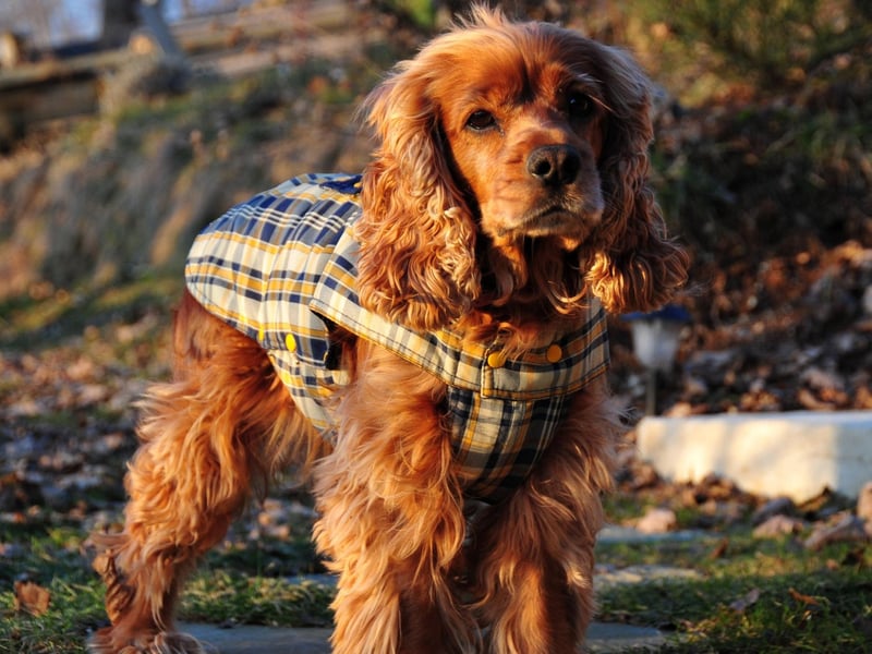 In 2004 researchers successfully showed that dogs could identify cancer by scent alone. The English study used six dogs and a Cocker Spaniel called Tangle had the best success rate - after training Tangle was able to correctly identify cancer 80 per cent of the time.