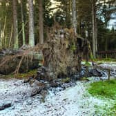 The woodland at Crathes Castle lost giant specimens of tree. (NTS).