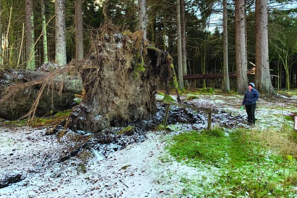 The woodland at Crathes Castle lost giant specimens of tree. (NTS).