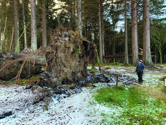 The woodland at Crathes Castle lost giant specimens of tree. (NTS).