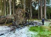 The woodland at Crathes Castle lost giant specimens of tree. (NTS).