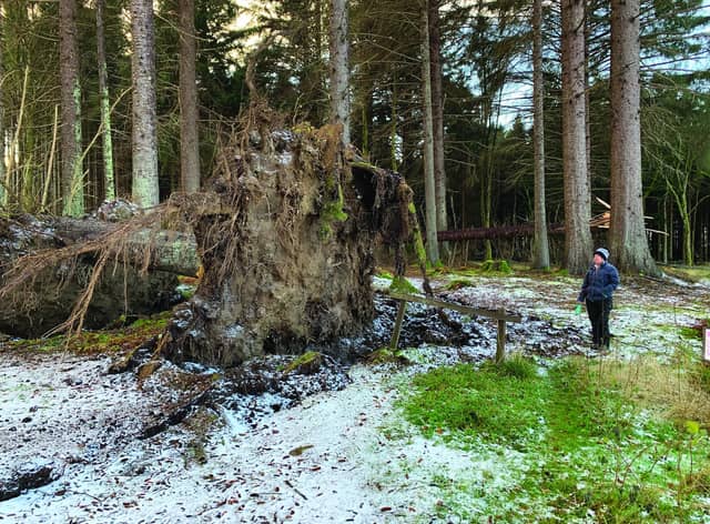 The woodland at Crathes Castle lost giant specimens of tree. (NTS).