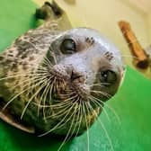 Scottish SPCA: Scottish animal charity caring for young ringed seal - a species normally found in arctic waters