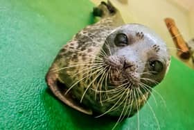 Scottish SPCA: Scottish animal charity caring for young ringed seal - a species normally found in arctic waters
