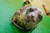 Scottish SPCA: Scottish animal charity caring for young ringed seal - a species normally found in arctic waters