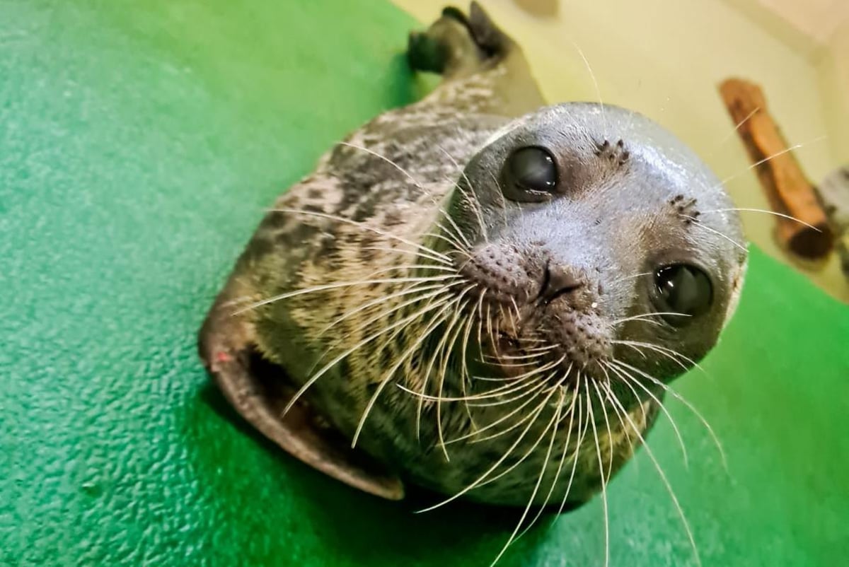 Scottish SPCA: Scottish animal charity caring for young ringed seal  normally found in arctic waters | The Scotsman