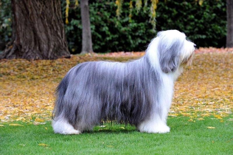 Thought to now be extinct, the Old Welsh Grey Sheepdog looked similar to the Scottish Bearded Collie (pictured). The popularity of the Border Collie for herding livestock saw a sharp decline in the breed from the early 20th century. The last known examples of the breed lived in the Upper Towy Valley in the 1980s.