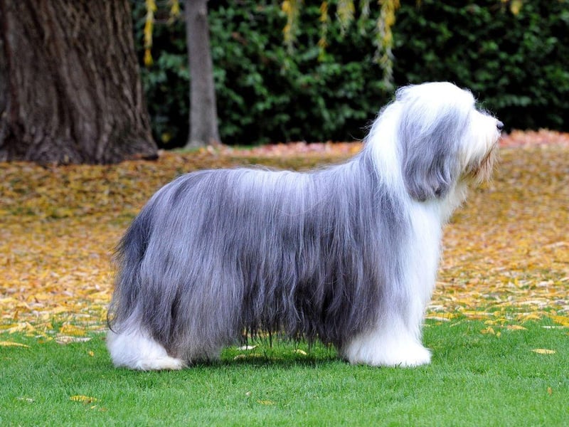 Thought to now be extinct, the Old Welsh Grey Sheepdog looked similar to the Scottish Bearded Collie (pictured). The popularity of the Border Collie for herding livestock saw a sharp decline in the breed from the early 20th century. The last known examples of the breed lived in the Upper Towy Valley in the 1980s.