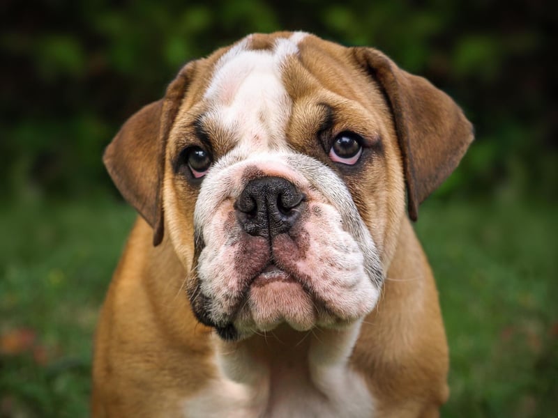 Bulldogs are one of the quietest breeds out there, spending a good deal of their time napping. They are also very loving and are content in smaller homes.