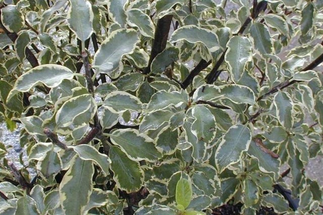 The pretty variagated leaved of pitto are ofen used by florists in bouquets - and are dog-friendly.