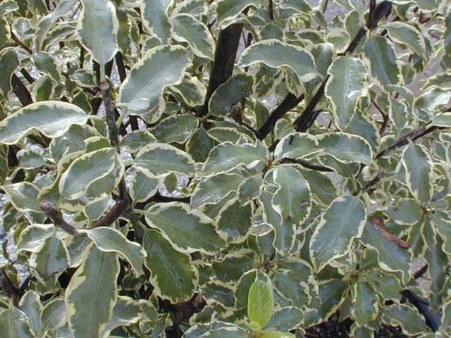 The pretty variagated leaved of pitto are ofen used by florists in bouquets - and are dog-friendly.