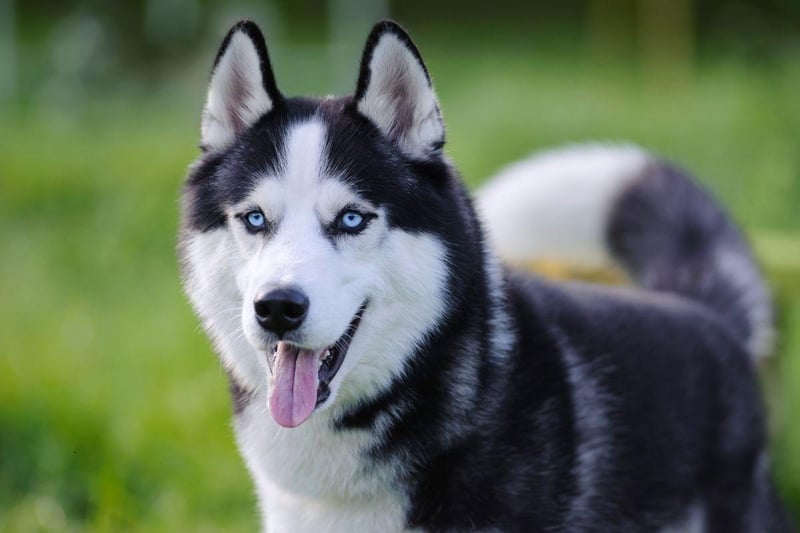 Given they've been bred to pull sleds over long distances in sub-zero conditions, it's perhaps not surprising that a Siberian Husky will tend to remain healthy as a family pet. While some individual animals will suffer from eye and hip issues, they are unusual early in life.