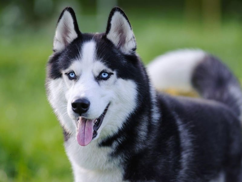 Given they've been bred to pull sleds over long distances in sub-zero conditions, it's perhaps not surprising that a Siberian Husky will tend to remain healthy as a family pet. While some individual animals will suffer from eye and hip issues, they are unusual early in life.