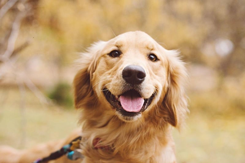 One of the world's friendliest dogs is also one of the most intelligent. Golden Retrievers are perfect as seeing dogs and search-and-rescue dogs due to their obedience, big brains and dedication to tasks.