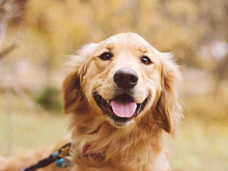 One of the world's friendliest dogs is also one of the most intelligent. Golden Retrievers are perfect as seeing dogs and search-and-rescue dogs due to their obedience, big brains and dedication to tasks.