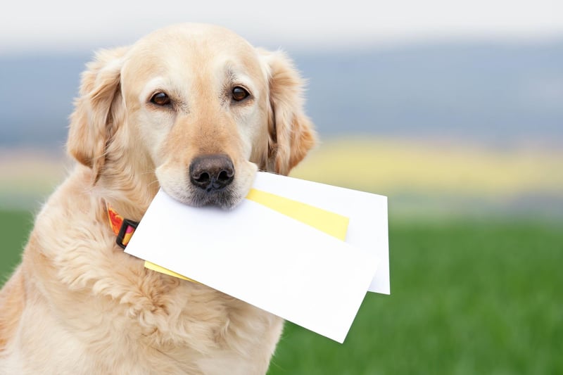 Whether it's letters, leaflets, or documents, 35 per cent of owners report that their dogs make pretty efficient paper shredders. Best not leave that cheque or important missive within paws' reach.