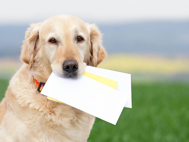 Whether it's letters, leaflets, or documents, 35 per cent of owners report that their dogs make pretty efficient paper shredders. Best not leave that cheque or important missive within paws' reach.