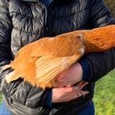 Aphrodite, the hen being carried in the style.