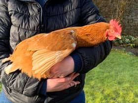 Aphrodite, the hen being carried in the style.