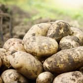 Seed potatoes are contested