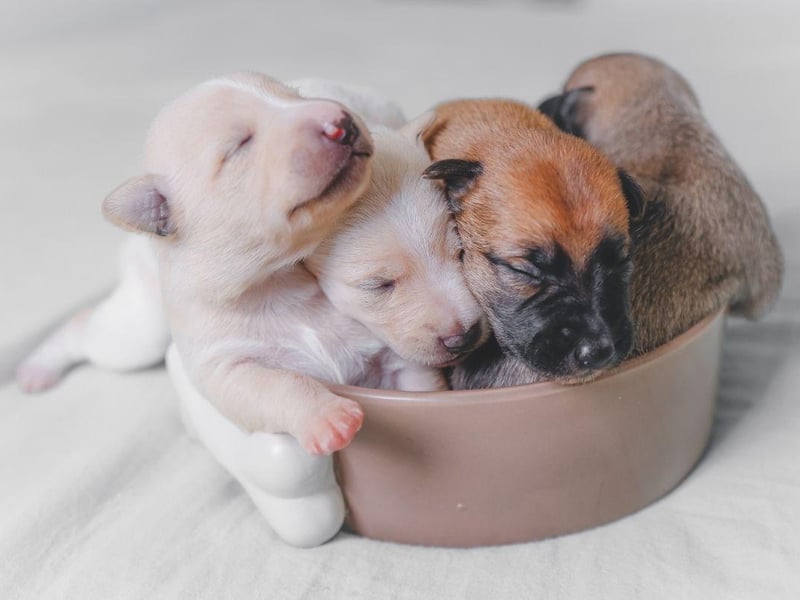 Bookworm dog owners can make sure everybody knows about their love of the literary by opting for the puppy name Bark Twain.