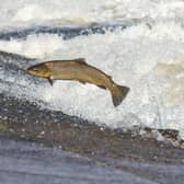 The upcoming episode of David Attenborough's new BBC show Wild Isles will shine a light on the lifecycle of wild salmon as the iconic fish go on their epic journey from river to sea and back again. Picture: Phil Wilkinson